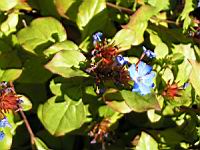 Ceratostigma - Plumbaginoides (en Corse) (02) (Photo F. Mrugala)